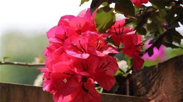 三色堇|花期超长的6款花，养1盆能全年赏花，好看又好养