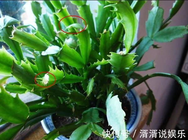 秋天|蟹爪兰度夏“破败不堪”，咔嚓剪一刀，九月满新叶，开花密