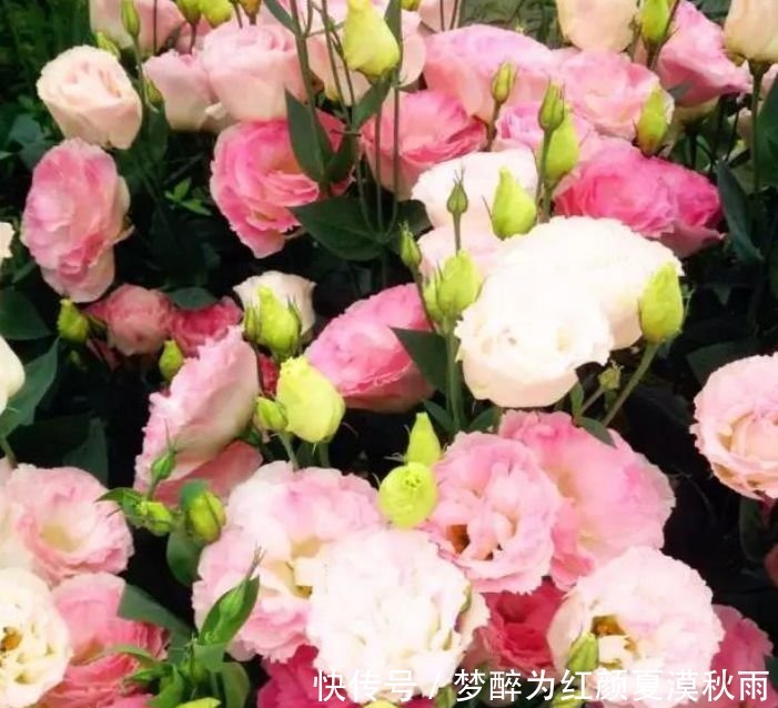 洋桔梗洋桔梗|养花就养这几款,全年开花不停,爆盆美如花,枝头窜满花苞