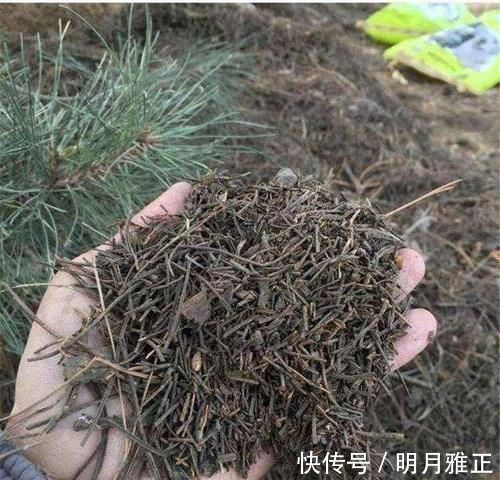 养分|松针发酵腐熟做营养土,为什么要选择生松针,不宜选择干松针?