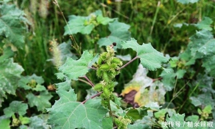 野果|提个醒：农村路边见到此野果，记得要拿回家，现在知道还不晚