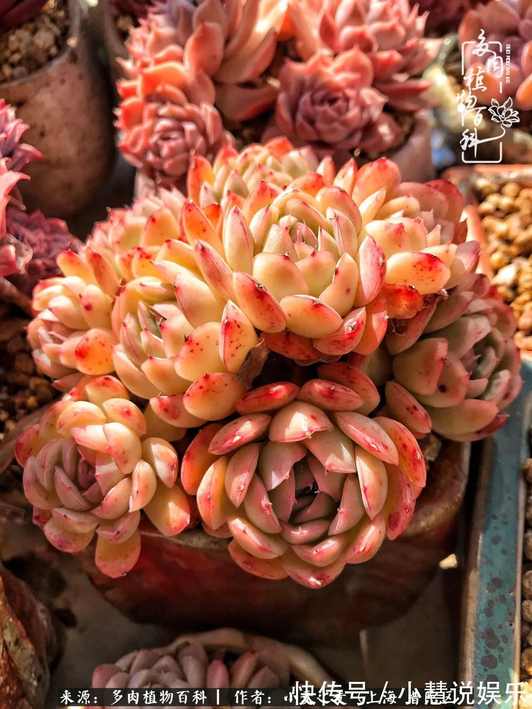 肉如人生，遇见多肉，遇见美！附个人多肉养护经验！