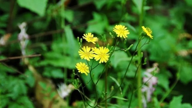 春到恩施赏百花：春色唐崖，如诗如画