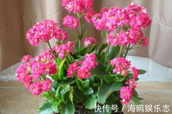 花骨朵|长寿花怕三种水,避开不烂根,轻松爆盆,花开烂漫迷人眼