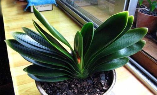歪七|君子兰摆放，大有“讲究”，3个位置坚决不能放，歪七扭八太难看