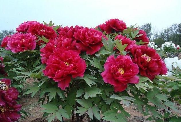 十大名花中排名前6的花,家里养1盆,大气,上档次,你喜欢吗