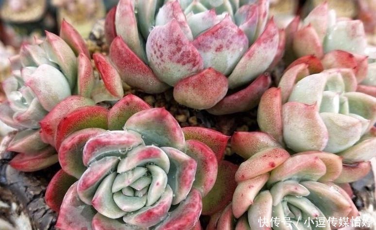 浇水|多肉休眠期到底能不能浇水?一句话说透,一看就懂,肉肉顺利度夏