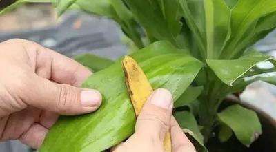 花盆|2块香蕉皮,捣成粉末,花盆撒2把不黄叶不烂根,开花爆盆挡不住