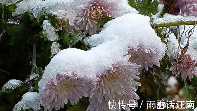 七绝!诗词七绝《冬菊》