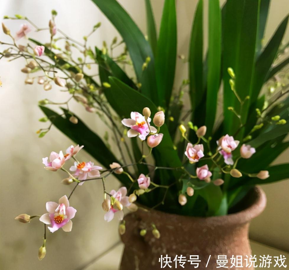 冬天想养开花植物,选这10种,冬季也能开花,而且香味十足