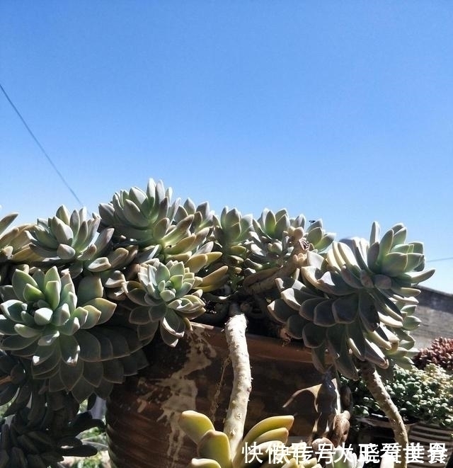 养棵冬美人,多肉界的“扛把子”,一长一大片,嗖嗖长成悬崖桩