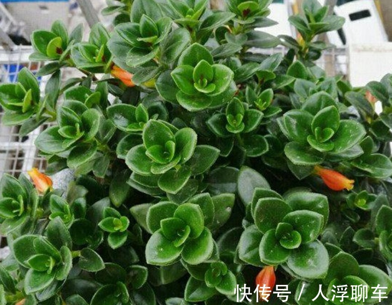 观赏性|新型室内盆栽植物,比绿萝还好养,花叶俱美,三季开花,值得拥有