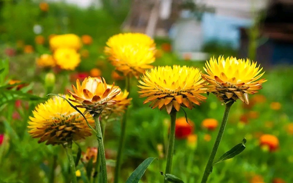 感恩|辛苦带孙,为什么儿女不知道感恩听听一个儿子内心的真实想法