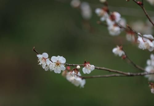 潼南|赏梅黄石寨,踏春正当时