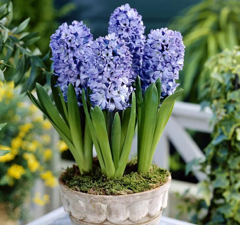 养花，不要乱花冤枉钱，掌握好方法，园土就能变成营养土