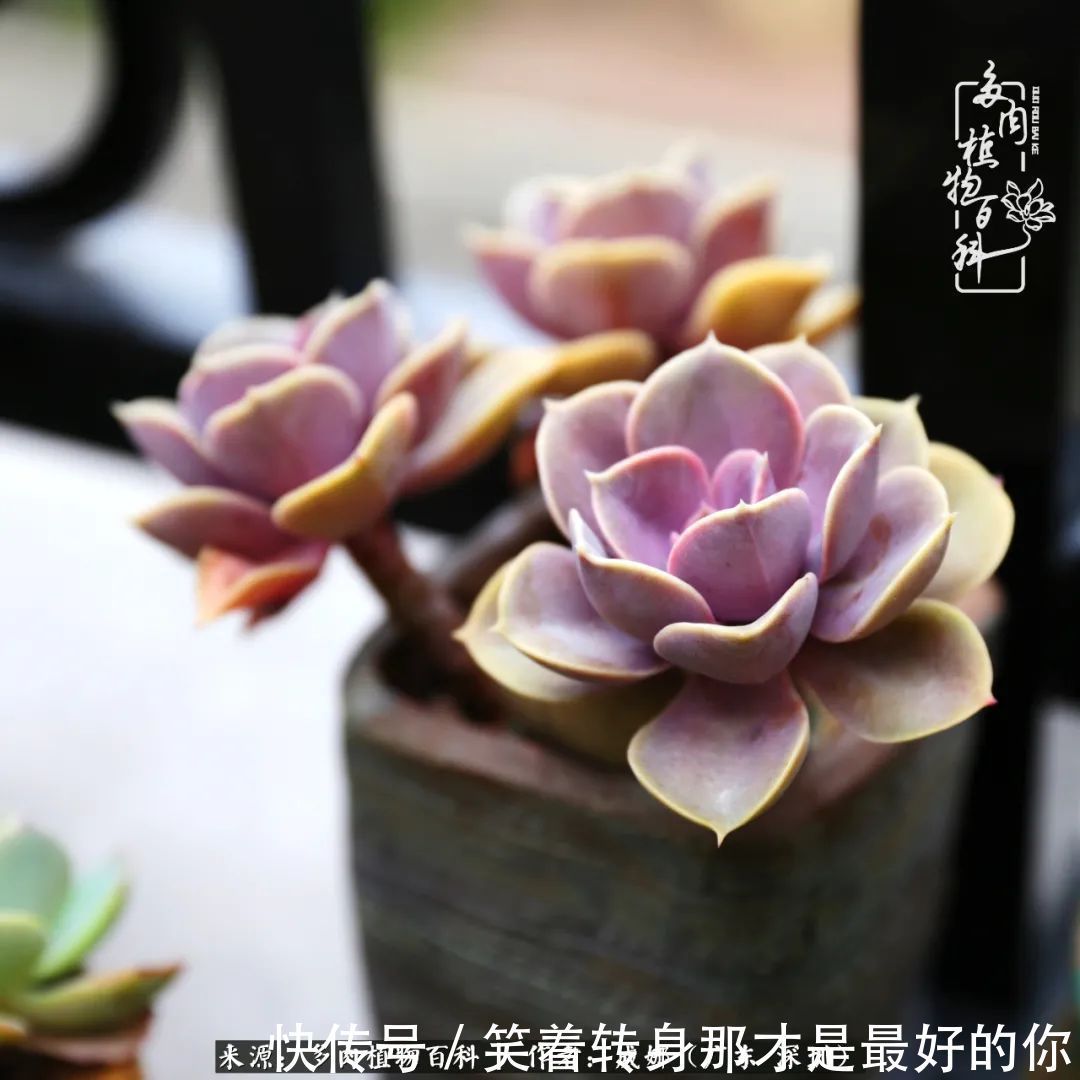 曾经的美肉,谢谢你们都惊艳过时光,谢谢你们都陪过我!