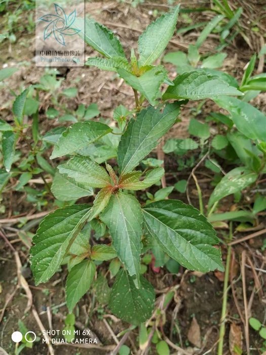 铁苋菜,见过吗解毒利湿,收敛止血用于肠炎,痢疾