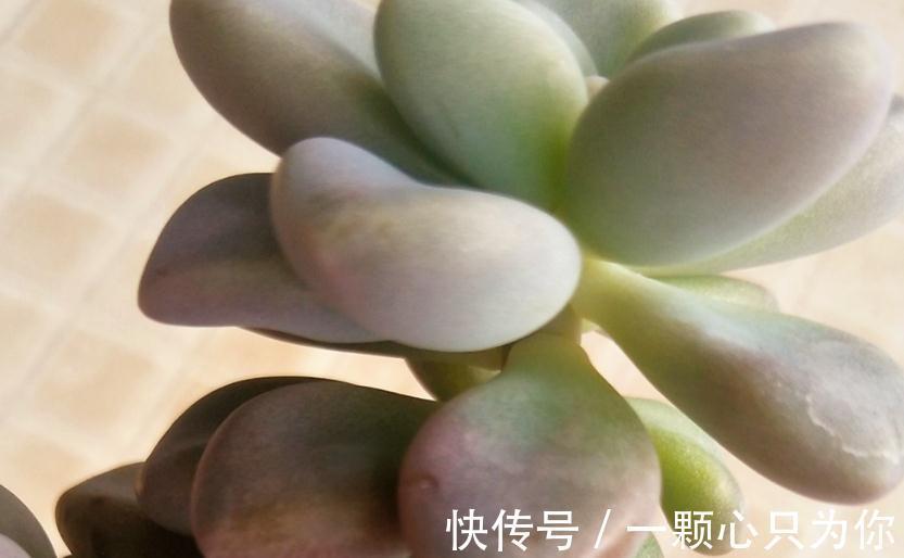 教你如何砍头繁殖多肉植物艾伦