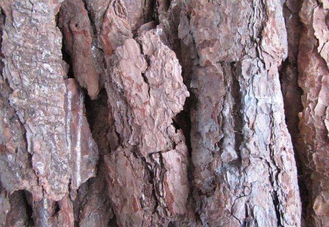 大爷养君子兰, 秘密全在盆底,花箭头上长花苞,叶子油亮亮!