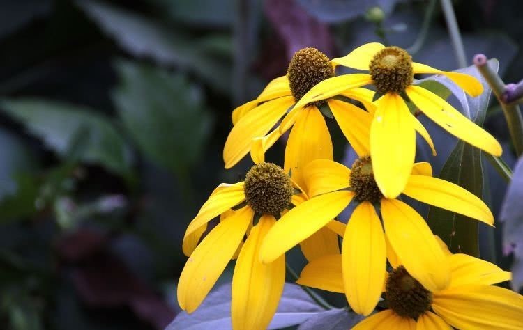 昂贵|赞美,是世上最廉价又最昂贵的奖励