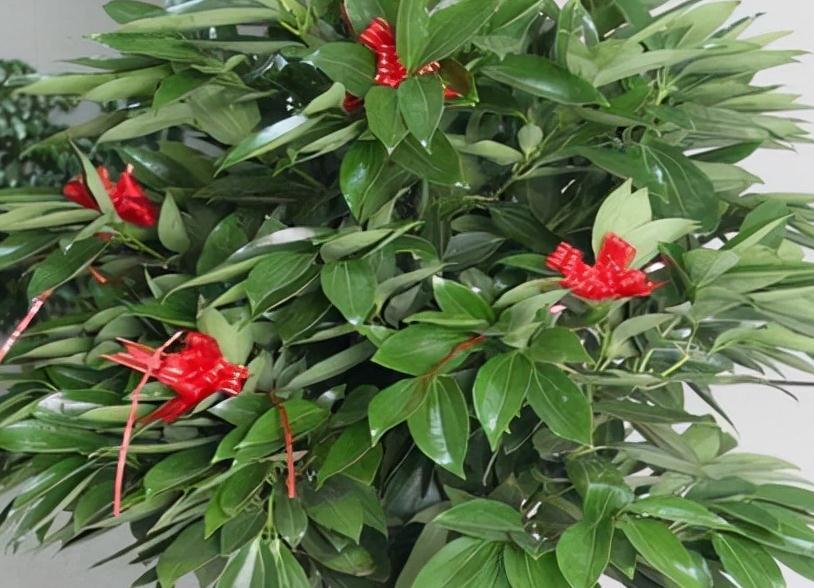 客厅|4种树,有钱人都会搬到客厅养,身体更好更招财