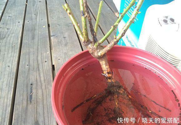 刚买回来的花就黄叶落蕾?这么做立马恢复水灵