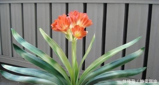 竹签子|家庭盆栽君子兰，掌握“浇水”小窍门，不干根不烂根，越长越旺