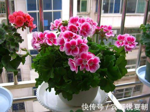 推荐8款小草花,普普通通开花美,是阳台盆栽的“颜值担当”!