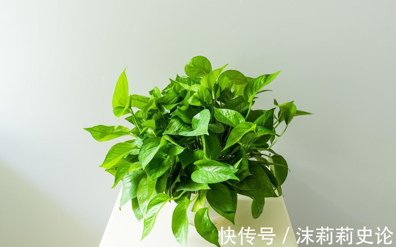 老花农怎么扦插绿萝,一个小方法,15天生根爆盆