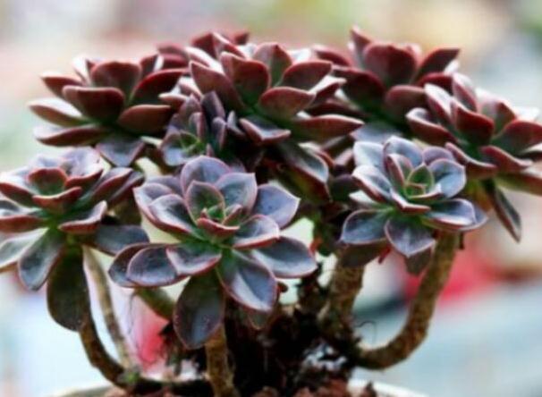 颗粒肥|多肉换盆土或移植时,土壤里需要再拌入肥料吗,答案来了