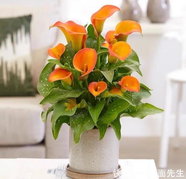 春天养彩色马蹄莲,记住这5个要点,开花多到爆,美得移不开眼