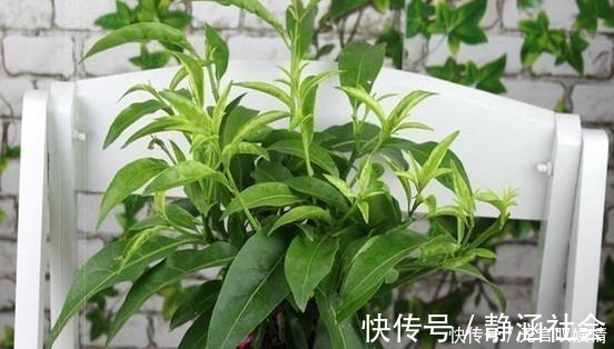 别浇水了，花都是被你浇死的！老园丁教你几招，家里花草轻松爆盆