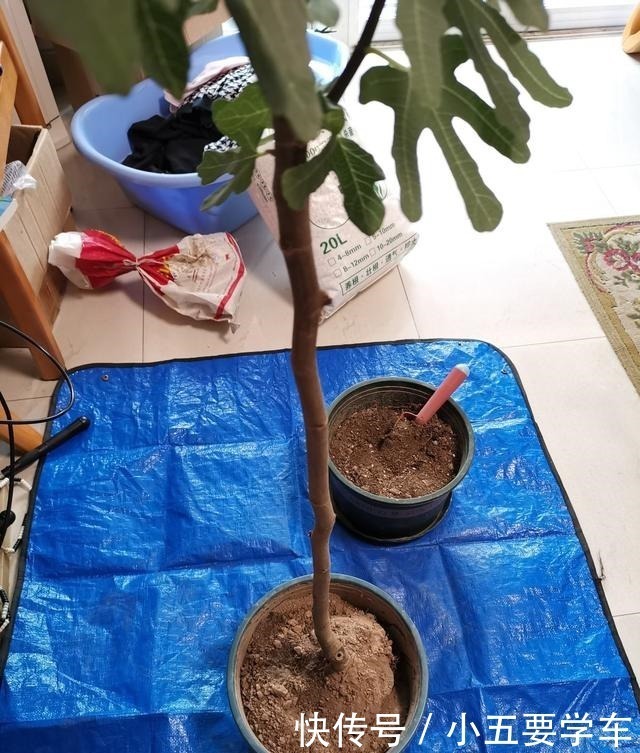 茶叶水|浇水时的3个坏习惯，赶紧丢掉，不然土壤硬得像石头！