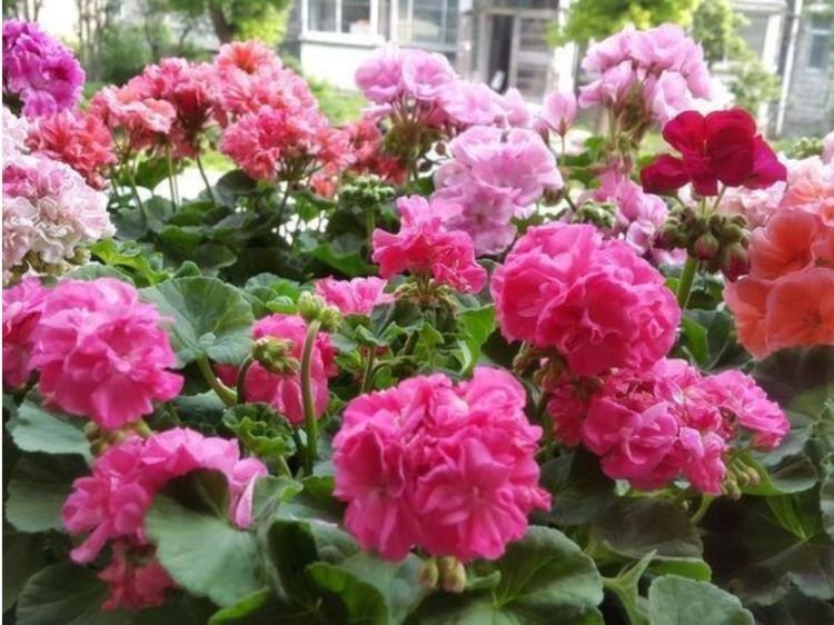 庭院选这几款花,花姿妖娆,美观又大气,花色艳丽灿烂无双