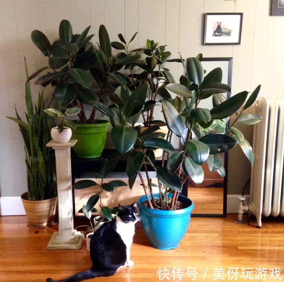 人养花，花亦养人！这八种“能养人”的健康花，建议至少养一种