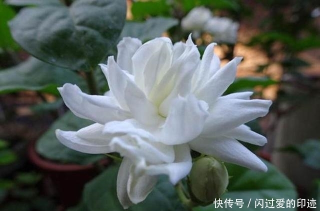 植株|养好这株“天下第一香”，四季能闻香