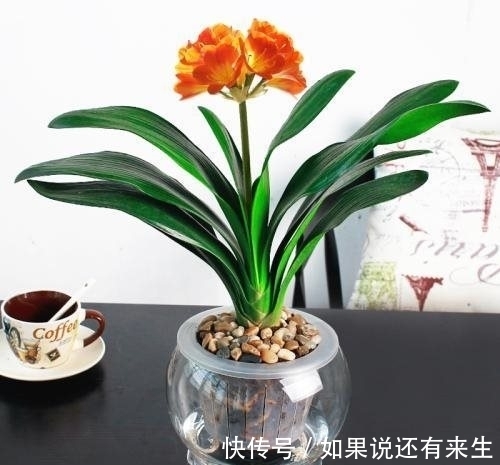 农历十一月大雪过后,养什么花?家里养3种花,三羊开泰吉祥富贵