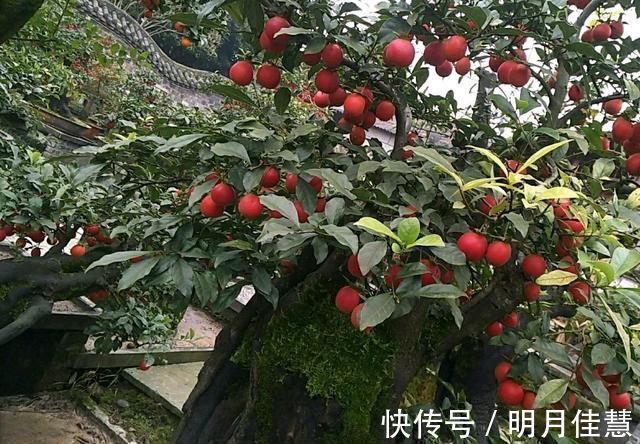 蜂窝|找到了一株金弹子盆景生桩头，可以使用纯的蜂窝煤球来发根吗