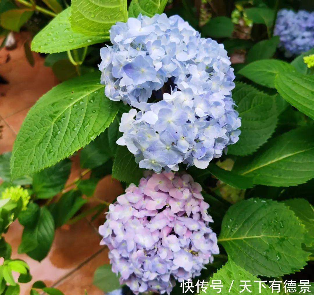 天晴|5种花最怕下雨，淋雨叶子长斑点，赶紧搬进屋