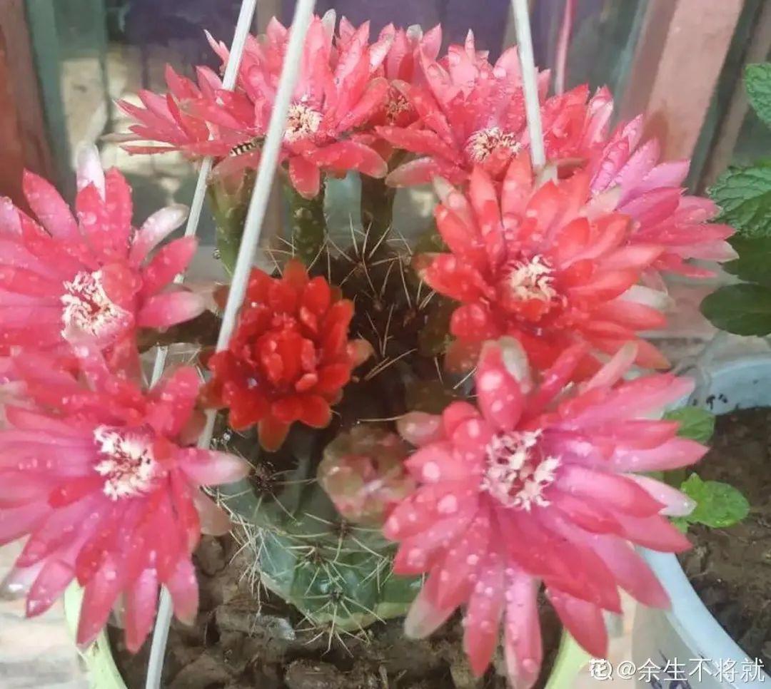 虐着养的花,剪成秃子,半月不浇水,呼呼开花