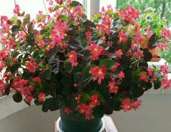 养四季海棠,可水插也可土插,2周长根,3个月长一大盆,不停开花