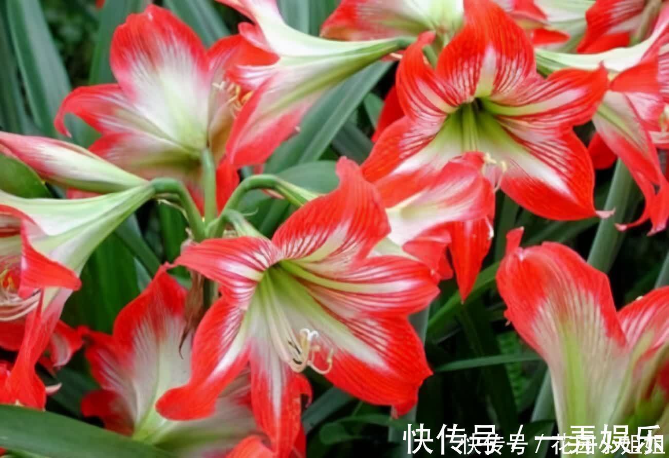 初夏养朱顶红，“6细节、2注意”学到手，开出大花朵