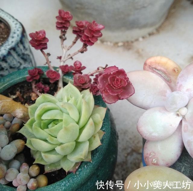 小球|小球玫瑰的逆袭,一年里开枝散叶