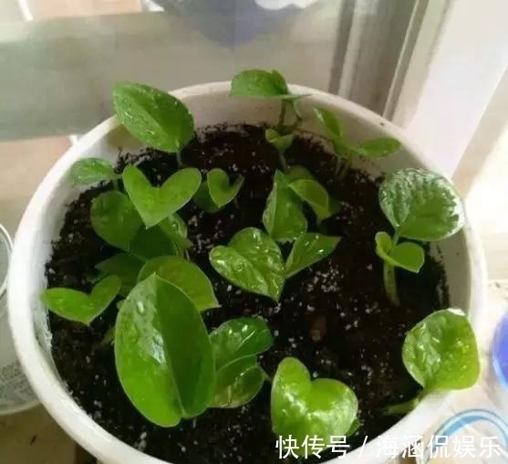 阴凉处|君子兰、多肉秋天“砍一刀”，1次冒出10个芽，几个月养爆盆