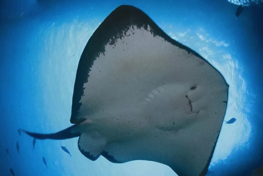 沿海地区|5类鱼没营养,对人体有害,但很多人爱吃