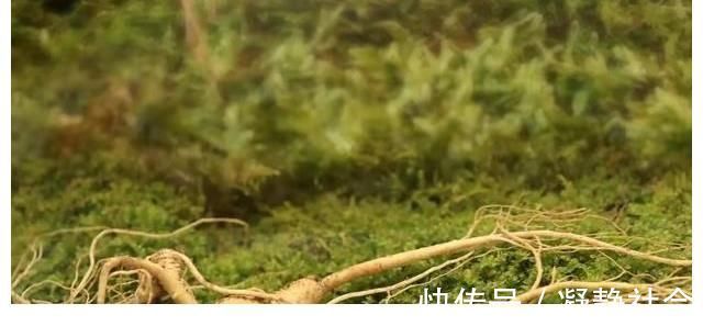 是真的吗|传言千年人参会“跑”，这是真的吗？为啥挖人参要绑“红绳子”？