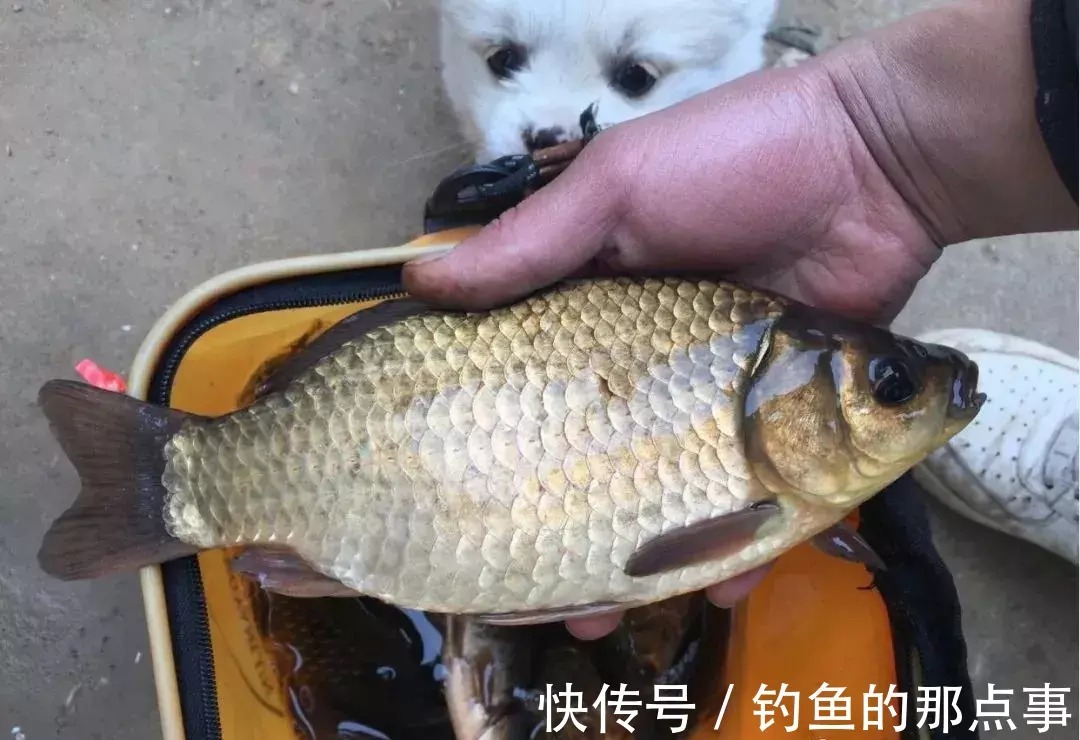 冬天钓鱼之“六要”!助你寒冬连杆上大鲫