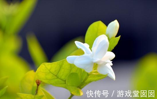 风信子|秋冬逛花市,这5种花慎买,娇气难养活