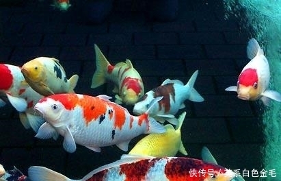 绿水|绿水对锦鲤好么???