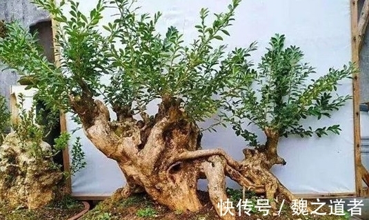 黄杨盆景怎么养,才能让根系和树干快速长粗,并控制住树高呢?